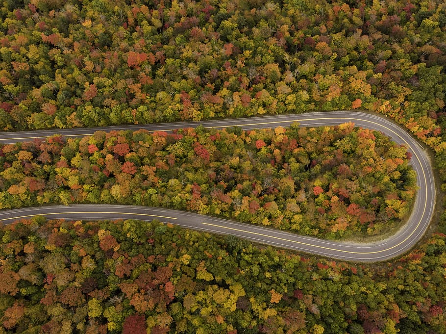 2560x1080px-free-download-hd-wallpaper-winding-road-between-trees