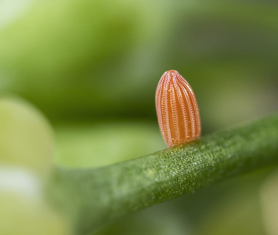 egg, butterfly, orange-tip, micro, macro, close, nature, meadow HD wallpaper