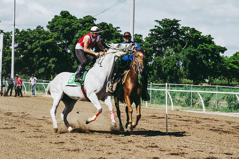 Two White and Brown Running Horses, action, competition, course