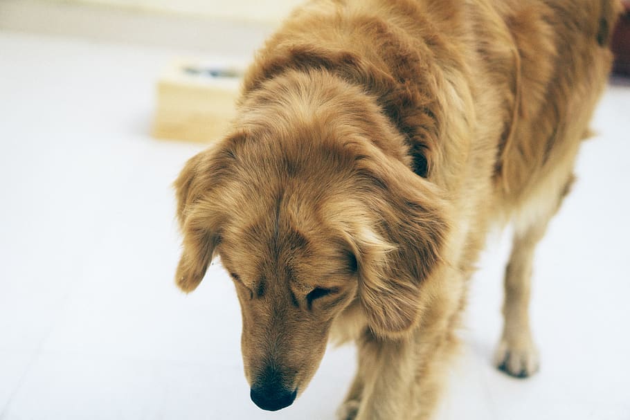 dog, mammal, pets, one animal, domestic, domestic animals, canine HD wallpaper