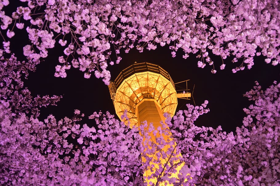 south korea, daegu, nightview, tower, 83tower, cherryblossom HD wallpaper