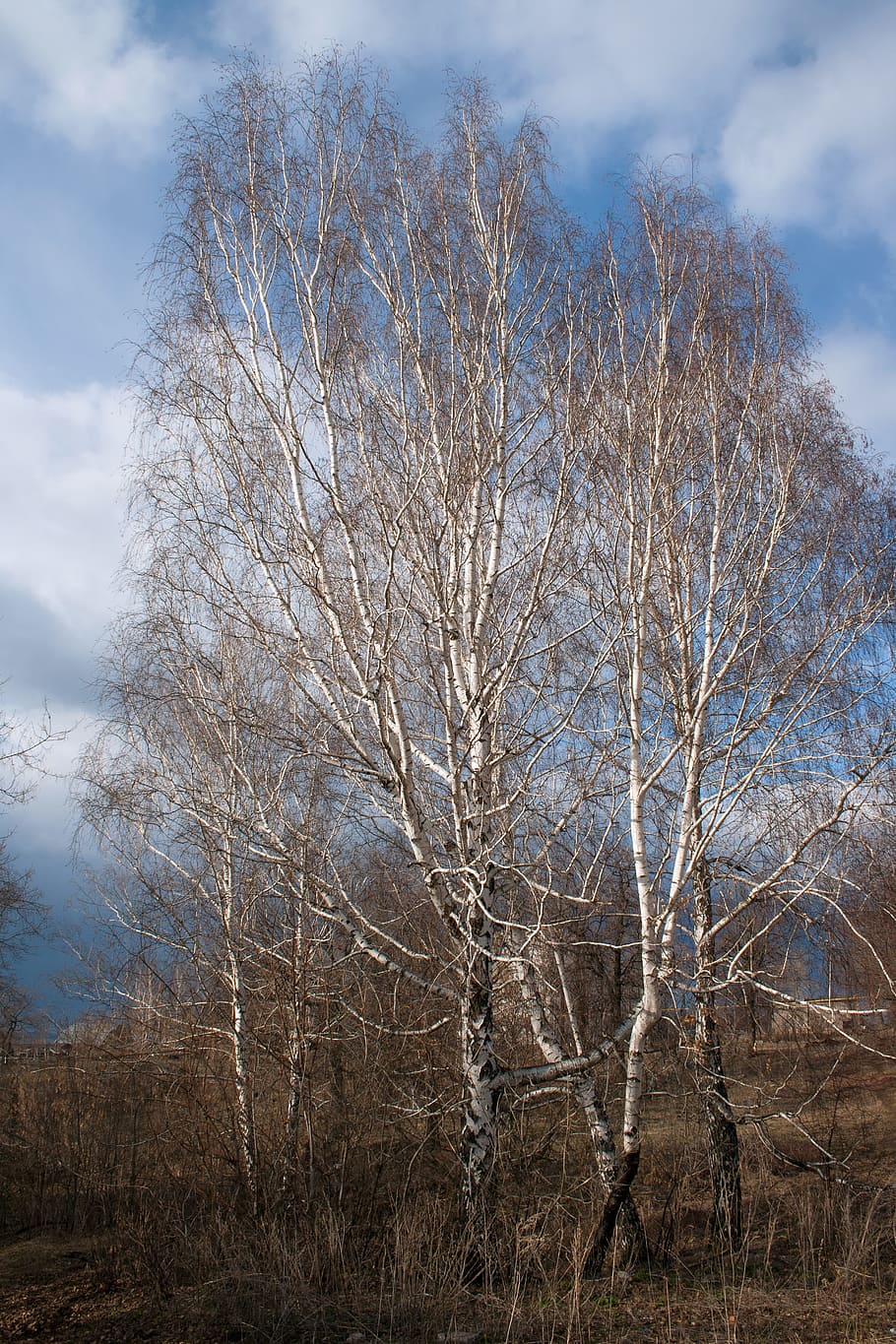 birch, autumn, tree, nobody, yellow, leaf, october, bush, forest HD wallpaper