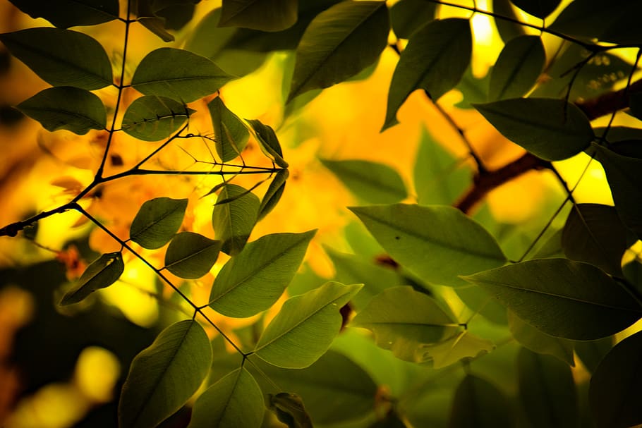india, kannur, trees, forest, flowers, yellow, plant part, leaf HD wallpaper