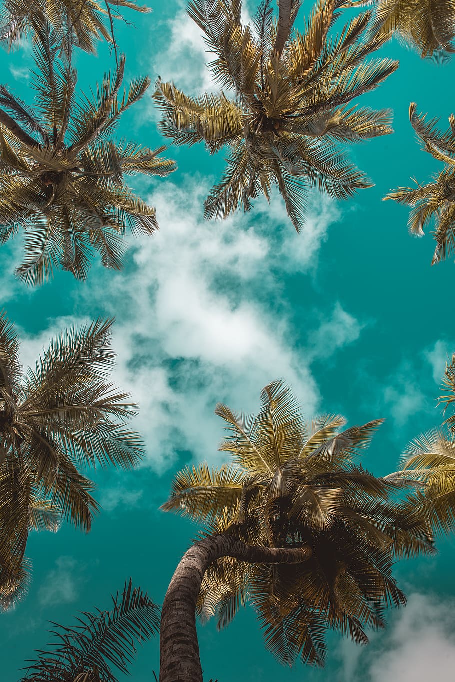 green coconut trees, animal, water, sea life, reef, outdoors HD wallpaper