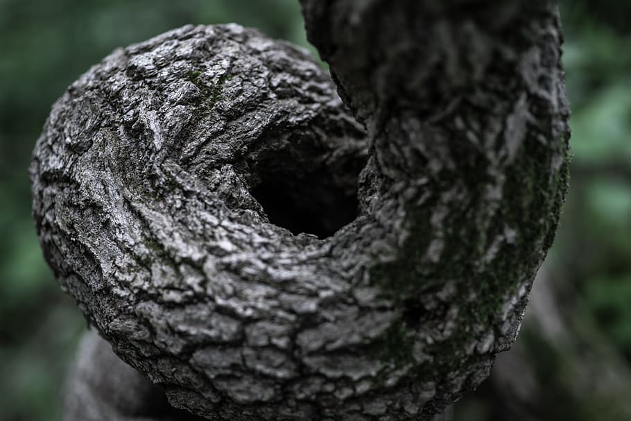 nature, tree, green, texture, gracechapel, tree trunk, close-up HD wallpaper