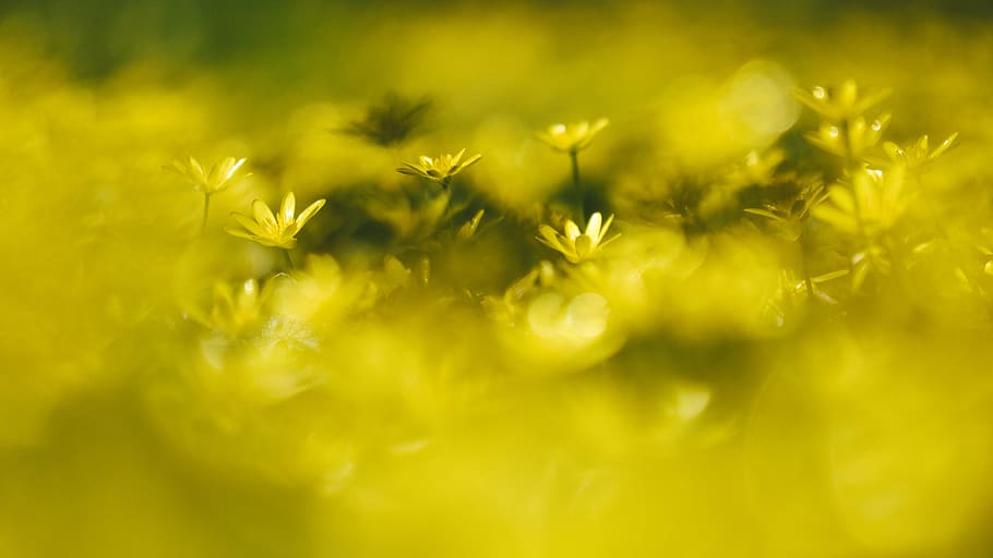 flowers, yellow, selective focus, backgrounds, plant, freshness HD wallpaper