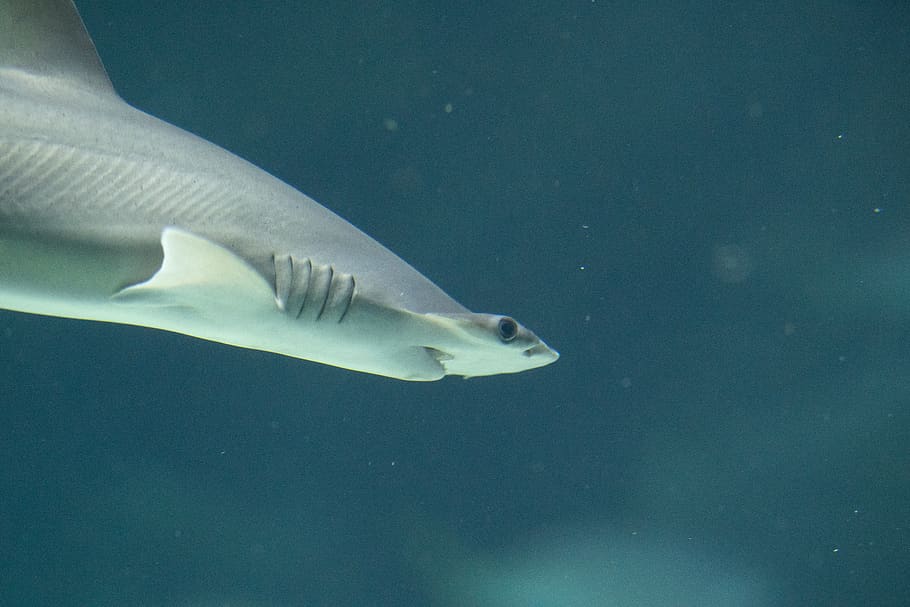 shark in water, animal, animal themes, sea, underwater, animals in the wild HD wallpaper