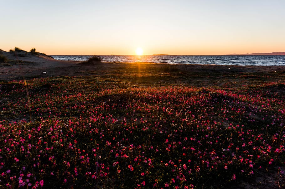 Photography of Flower Field Near Sea, beach, dawn, environment HD wallpaper
