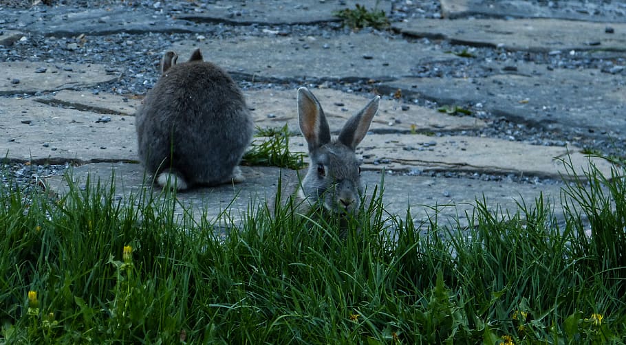 canada, canmore, grey, gray, grass, lawn, park, rock, buns HD wallpaper