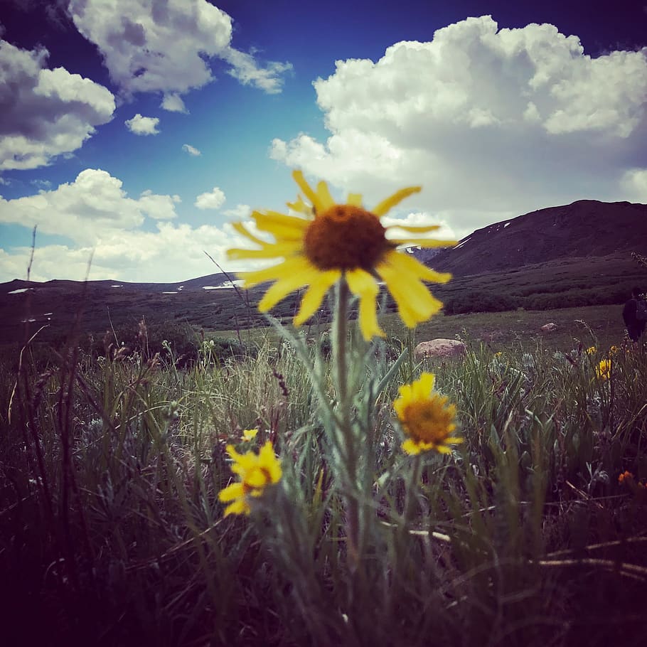 mountain, flower, field, sky, clouds, flowering plant, yellow HD wallpaper