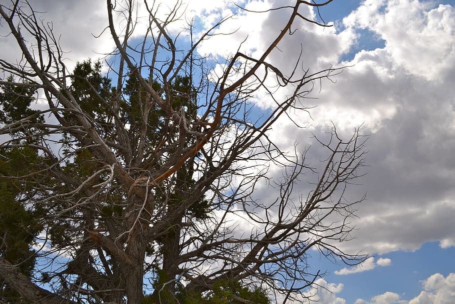 tree, clouds, sky, cloud - sky, plant, branch, low angle view HD wallpaper