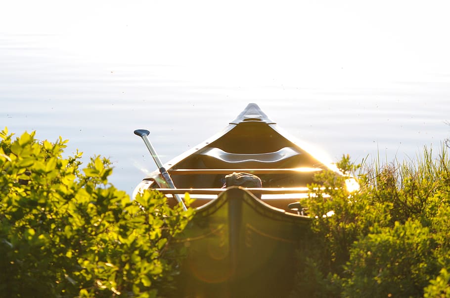 boat, sunlight, morning, leaf, flower, lake, canoe, recreation HD wallpaper