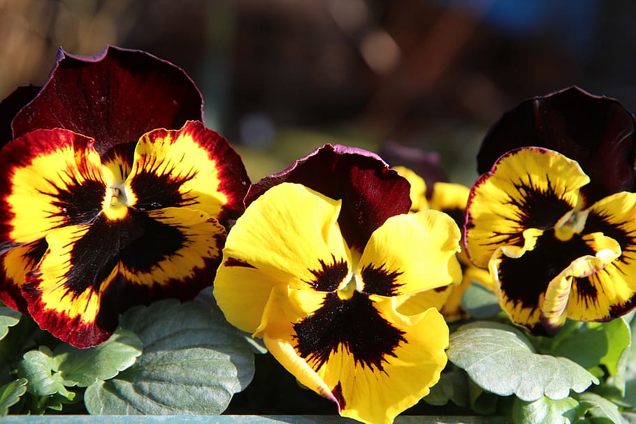 thoughts, flowering, spring, garden, flowering plant, freshness, HD wallpaper