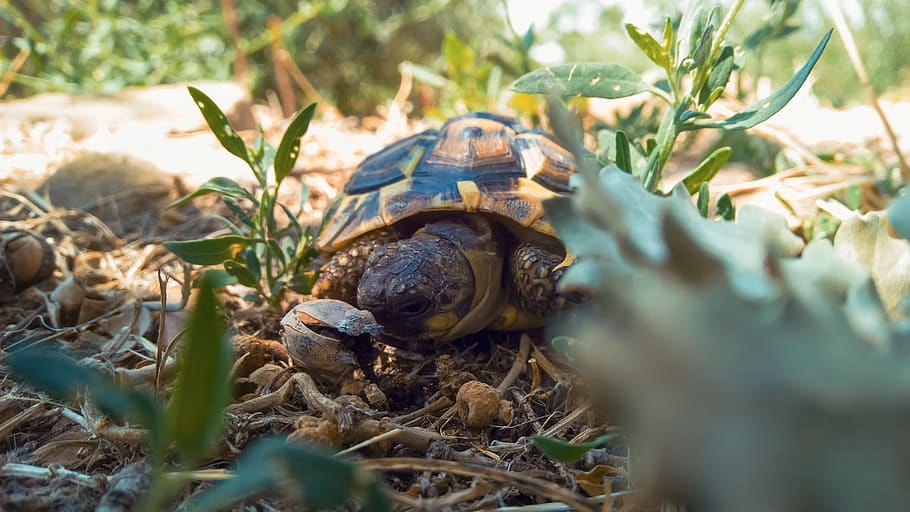 turtle, grass, rural, terrain, earth, life, wild, colors, dof HD wallpaper