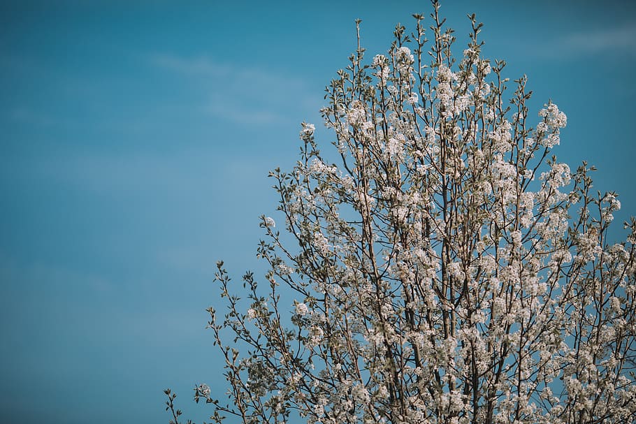tree, trees, plants, flowers, white, blue, nature, outdoors HD wallpaper