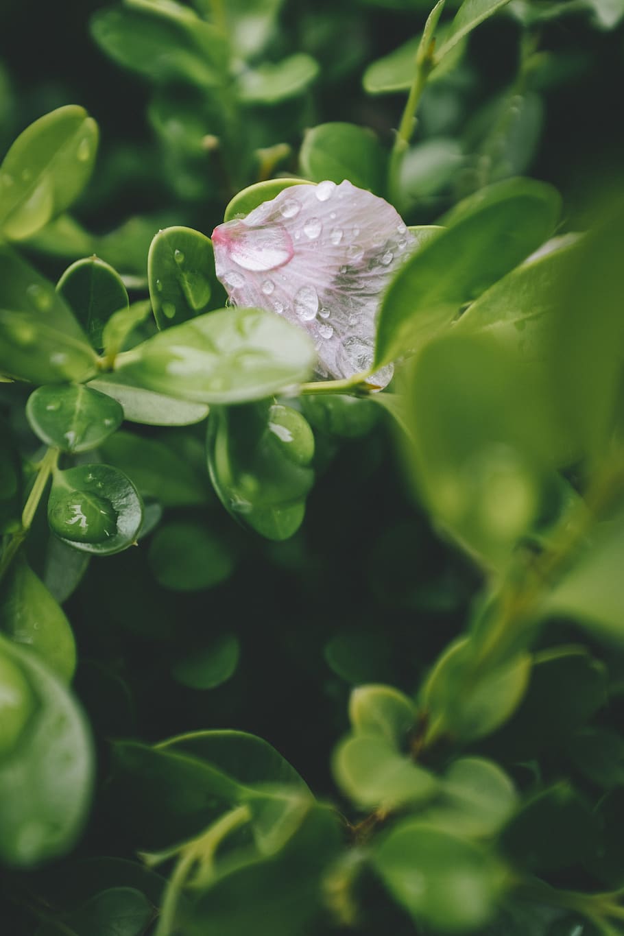 white-petaled flower, plant, growth, beauty in nature, flowering plant HD wallpaper