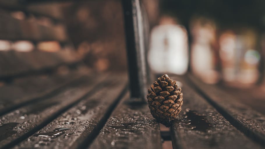 Pine Cone , bench, conifer cone, macro, wet, wood - material HD wallpaper