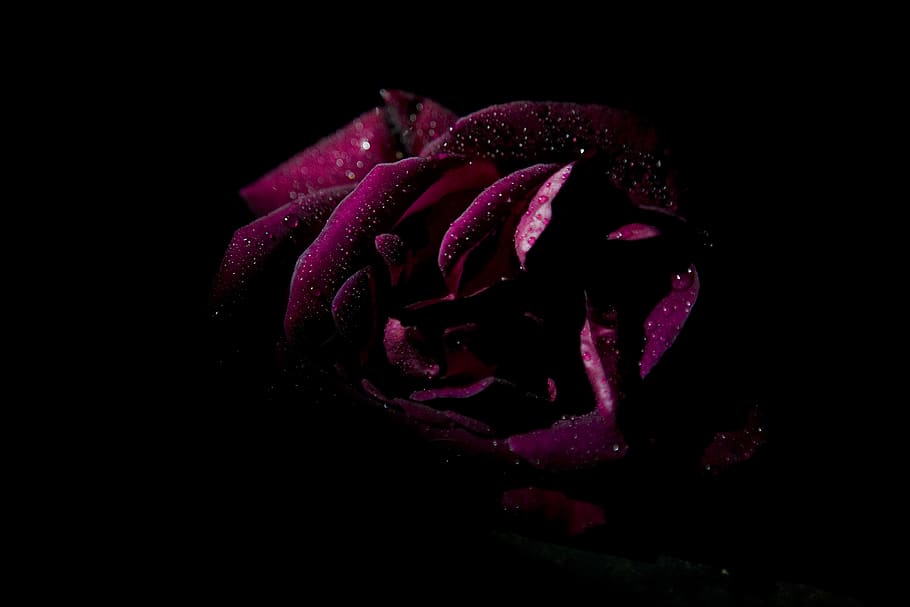 pink rose, flower, flowering plant, studio shot, petal, freshness HD wallpaper