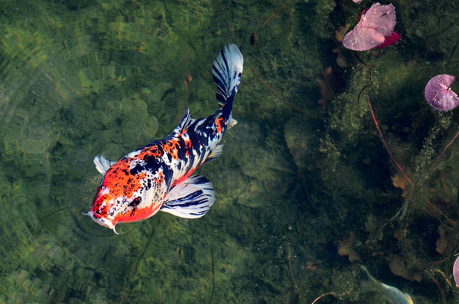 Zen Garden Koi : A Beautiful Japanese Koi Pond Koi Pond Design Fish