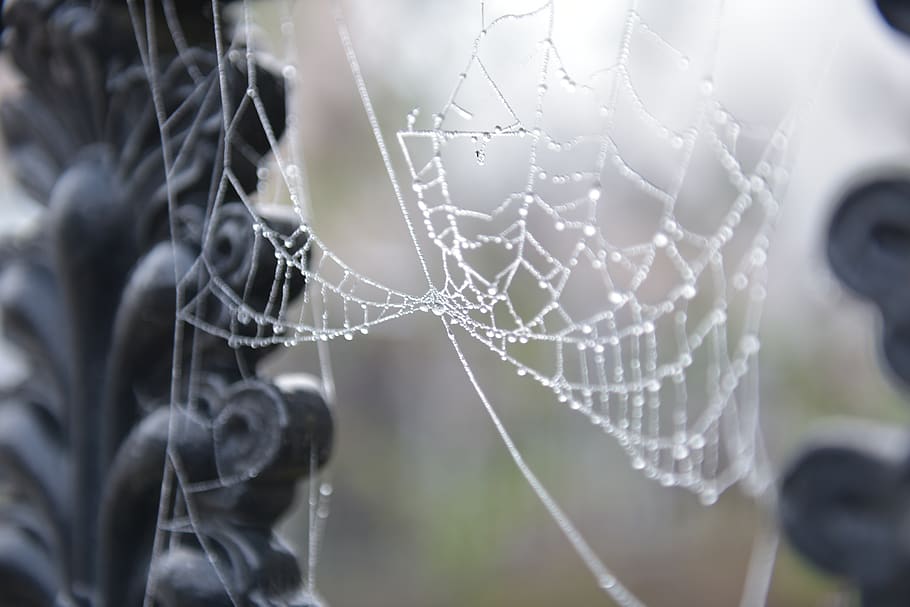 spider web, droplet, hole, chain, clarinet, musical instrument HD wallpaper