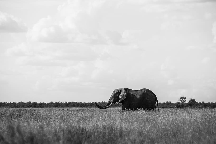 grayscale photo of elephant on grass field, tree, black and white HD wallpaper