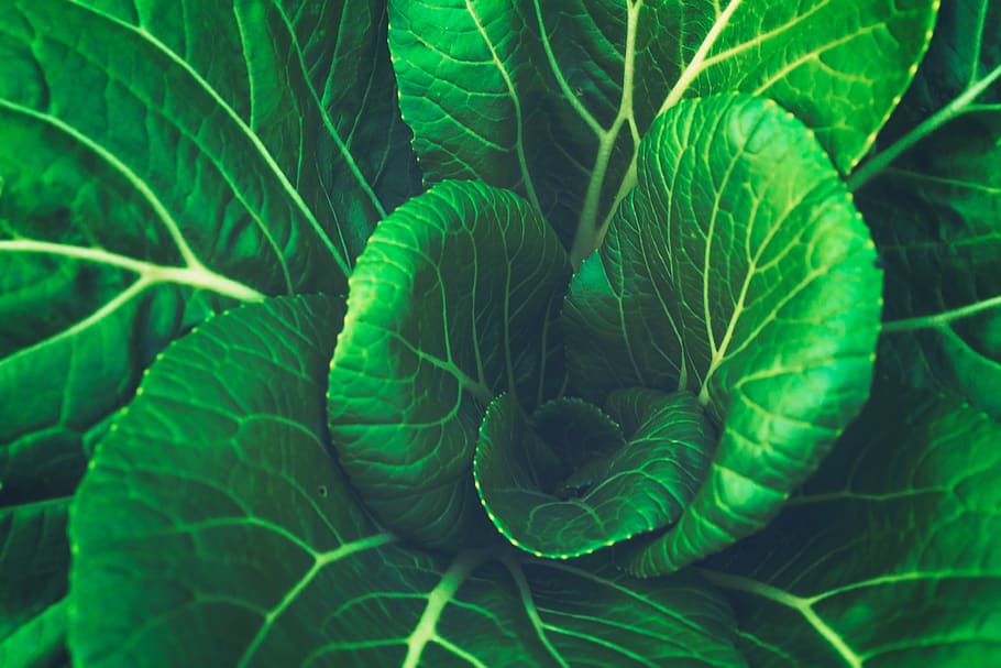 green, leaf, vegetable, cabbage, green color, plant part, growth HD wallpaper