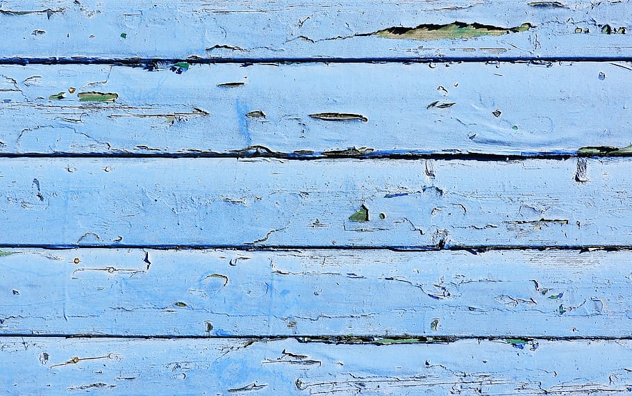blue wooden wall, lumber, animal, bird, texture, hardwood, housing, HD wallpaper