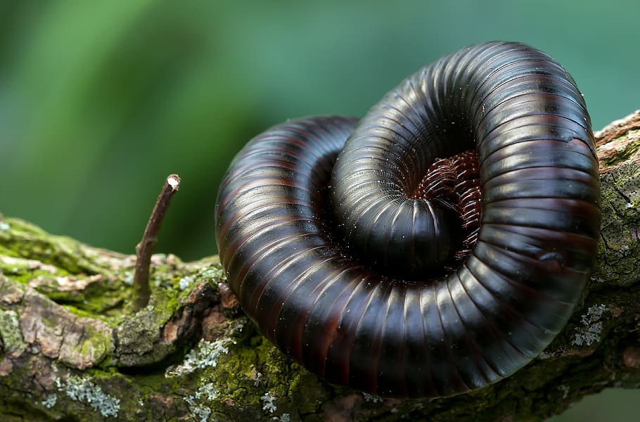 Black and Brown Millipede on a Green and Brown Branch, animal