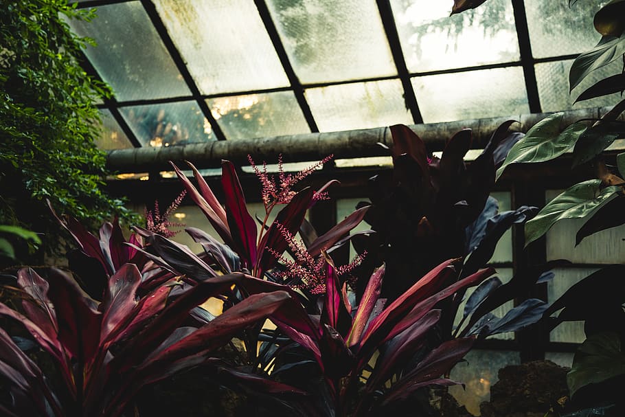 plant, architecture, building, window, nature, skylight, greenhouse HD wallpaper