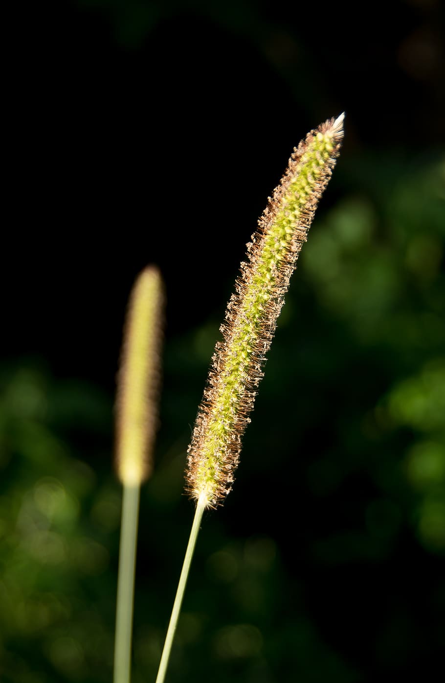 grass, seed head, wild, plant, tall, growth, beauty in nature HD wallpaper