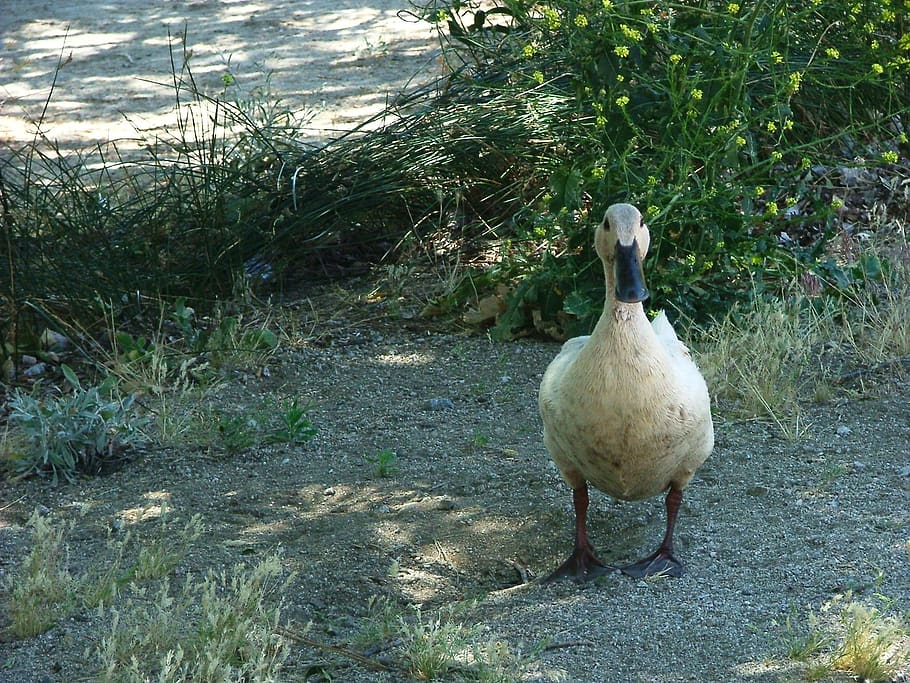 grass, sand, goose, animals in the wild, vertebrate, plant HD wallpaper