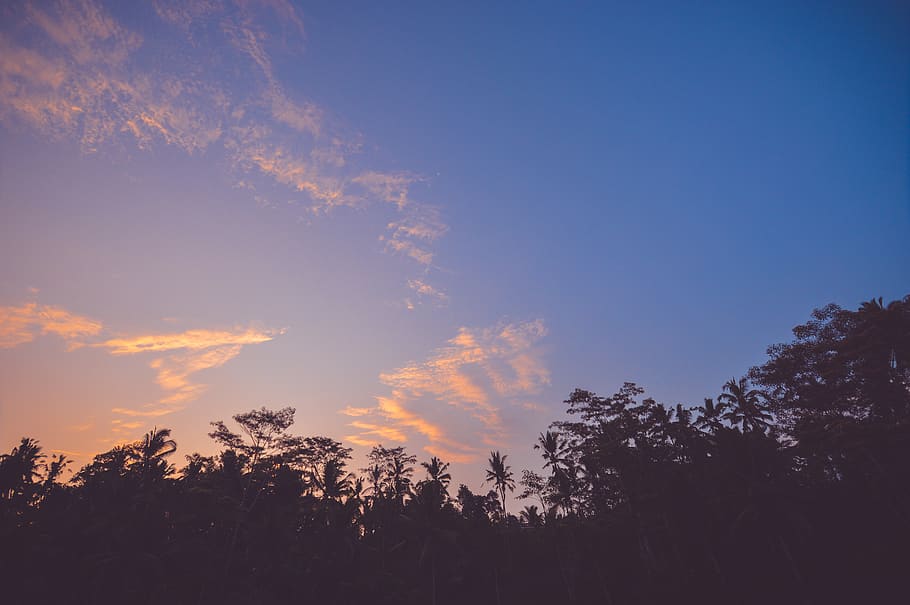 indonesia, ubud, tree, sky, blue sky, sun, sunset, sillhouette HD wallpaper