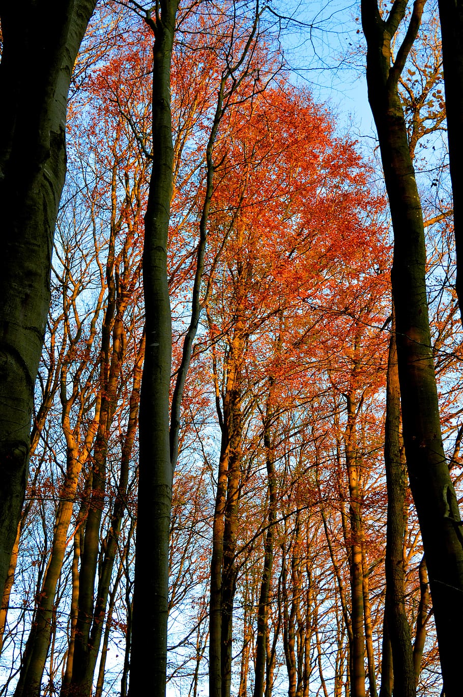 trees, fall leaves, forest, high, tree trunks, autumn mood HD wallpaper