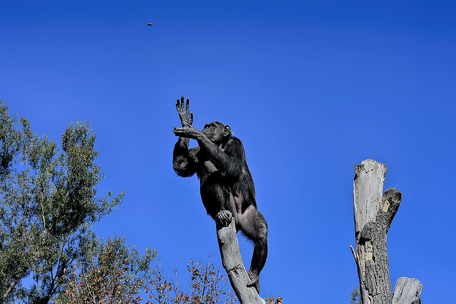 chimpanzee, monkey, food, catch, animal world, ape, mammal HD wallpaper