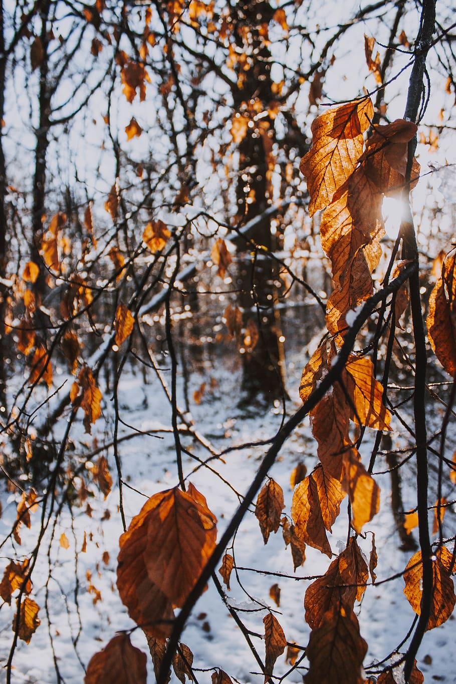 tree with dried leaves during daytime, plant, leaf, nature, bird HD wallpaper