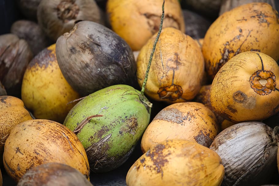 Coconuts, cocnuts, exotic, green, rotten, yellow, food and drink HD wallpaper