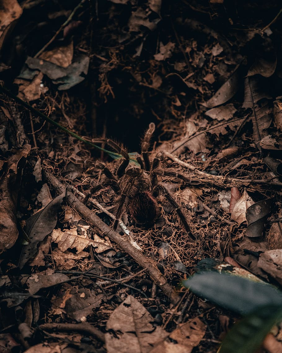 black tarantula, ground, animal, plant, leaf, mammal, amazon HD wallpaper