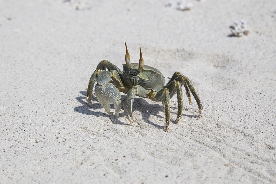 gray crab on gray sand, seafood, animal, sea life, invertebrate HD wallpaper