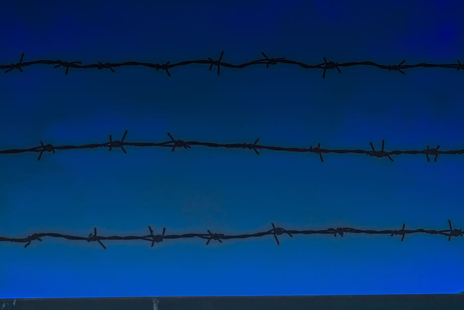 wire, barbed wire, bird, animal, rust, cotton, prison, clothing HD wallpaper