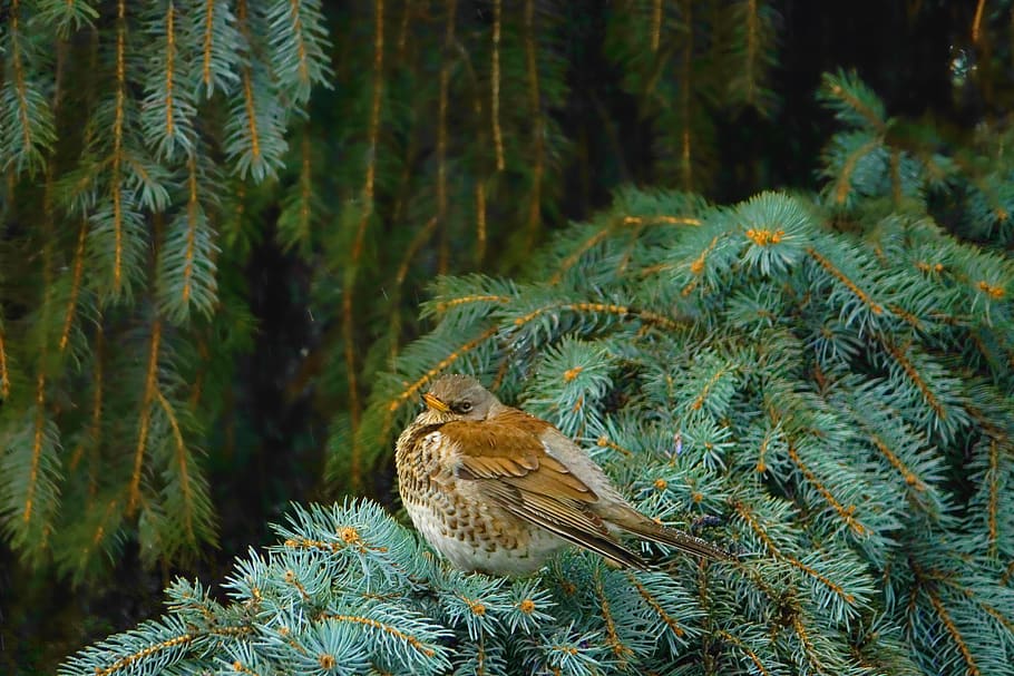 winter, tree, nature, spruce, bird, fieldfare, animal wildlife HD wallpaper