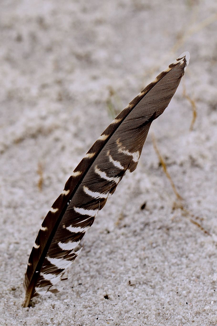 back feather on sand, close-up, no people, animal wildlife, focus on foreground HD wallpaper