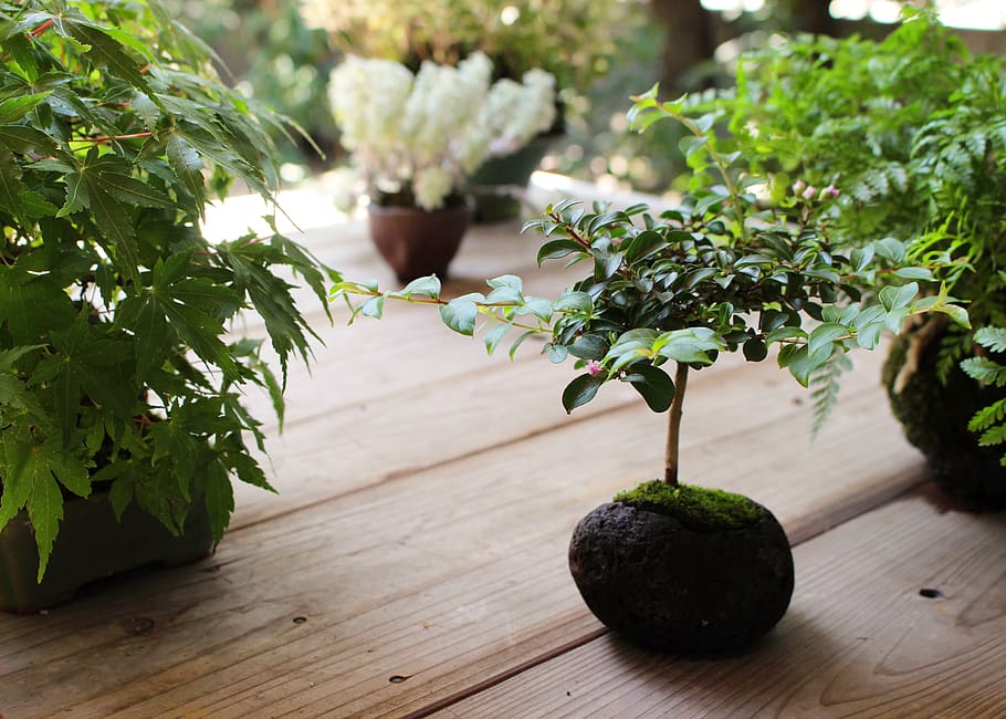japan, takamatsu, green, tradition, traditional, bonsai, moss, HD wallpaper