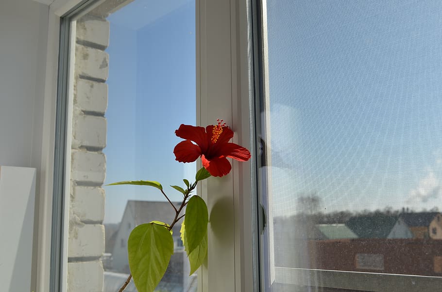 window, hibiscus, winter, flower, flowering plant, glass - material HD wallpaper