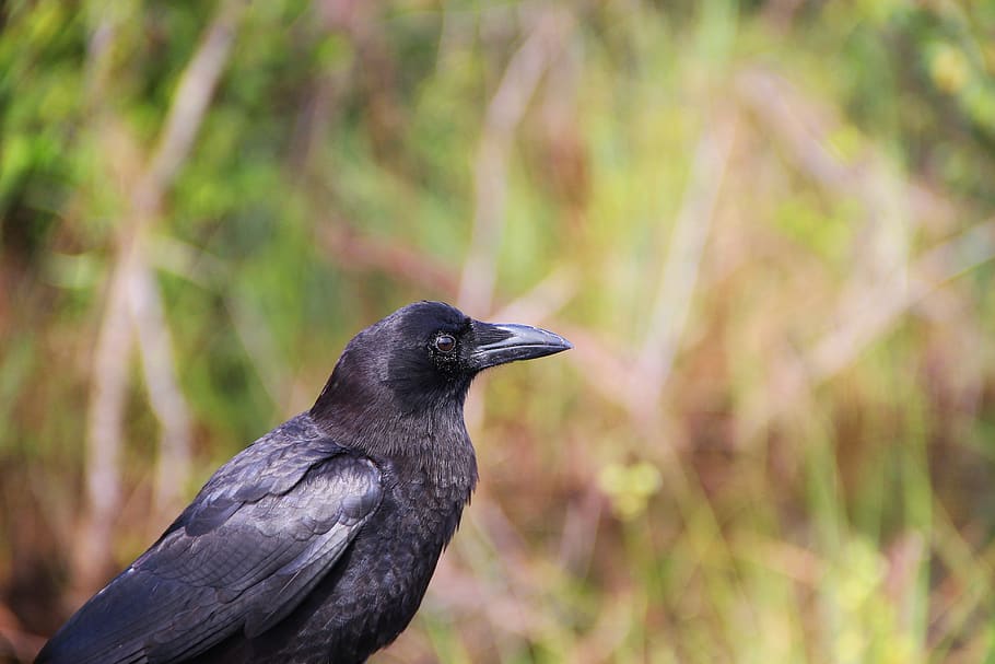 united states, everglades national park, bird, crow, black bird, HD wallpaper