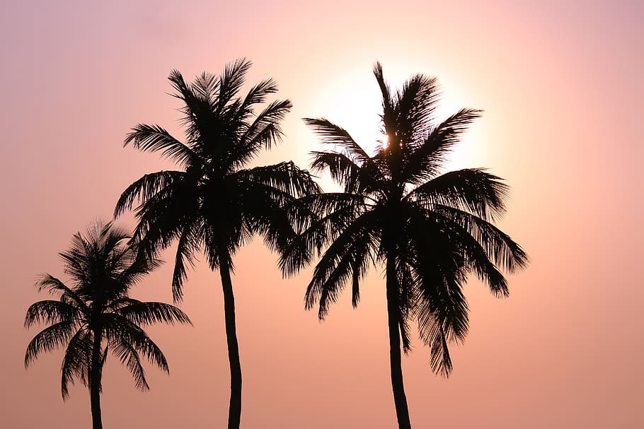 sunset, coconut trees, beautiful, creative, colourful, attractive HD wallpaper