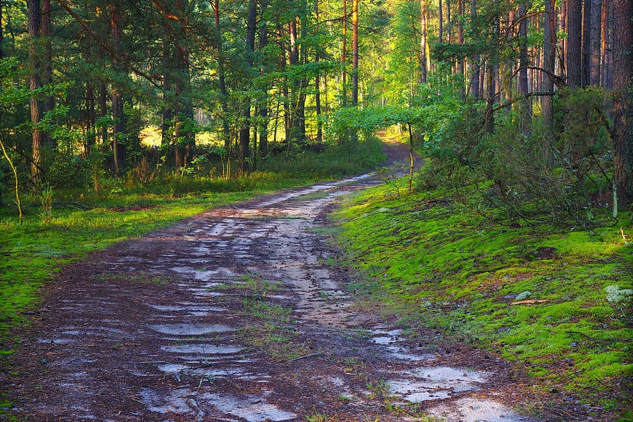 poland, forest, tree, nature, tourism, mood, way, leśna, green HD wallpaper