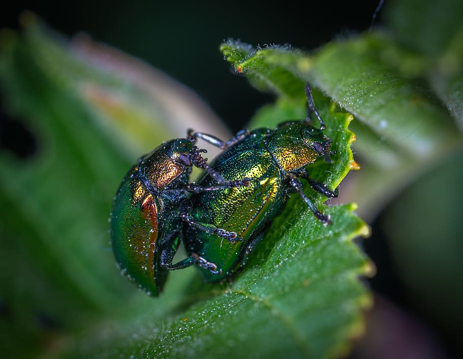 Two Green Beetles on Leaf, animals, blurred background, bugs HD wallpaper