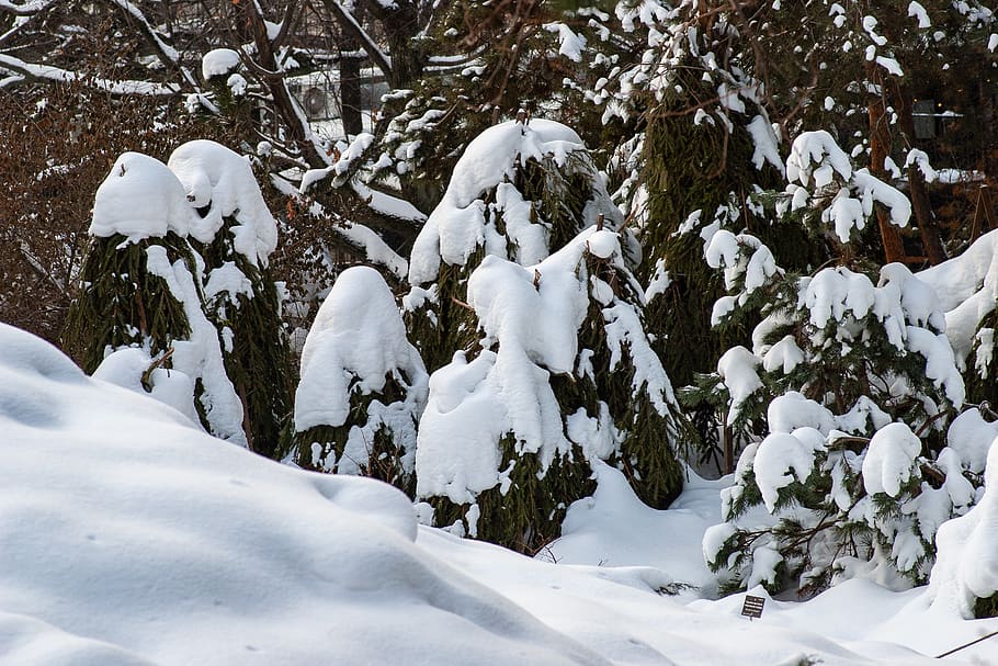 plants covered in snow, tree, nature, outdoors, fir, abies, ice HD wallpaper