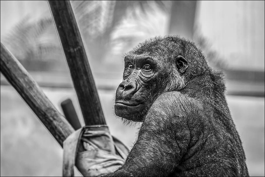 Gray Scale Photo of Black Ape, animal, black-and-white, gorilla, HD wallpaper