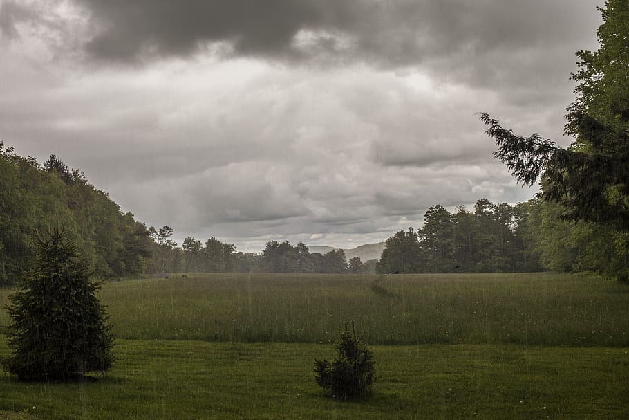 trees, rain, nauture, background, plant, cloud - sky, beauty in nature HD wallpaper
